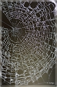 spinnennetz