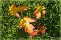 herbst_blaetter_01