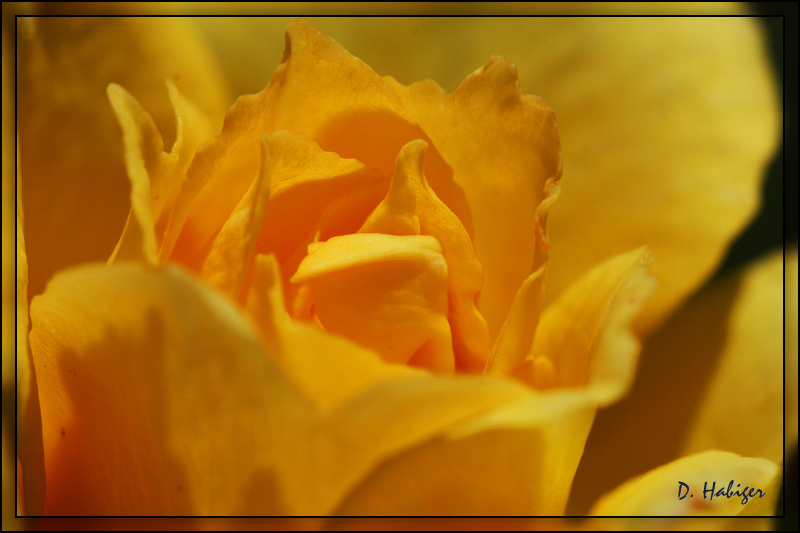 rose_gelb_ausschnitt.jpg