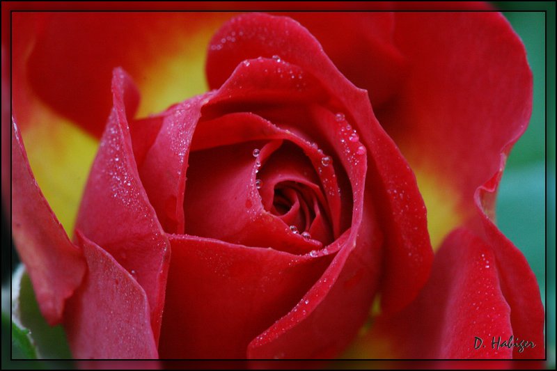 rose_rot_ausschnitt.jpg