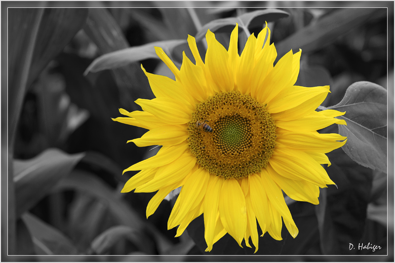 sonnenblume_color_key.jpg