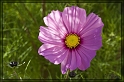 rosa_bluete_rahmen