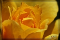 rose_gelb_ausschnitt