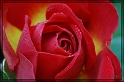 rose_rot_ausschnitt