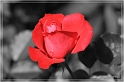 rose_rot_color_key