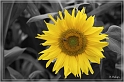 sonnenblume_color_key