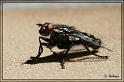 fliege_steinboden