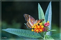 schmetterling_02